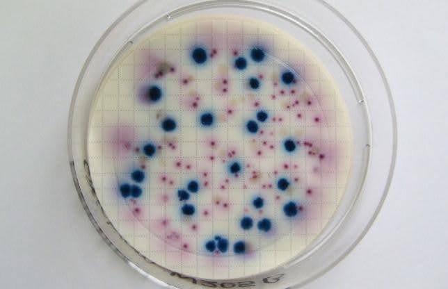 The Science Behind 60 Billion CFU Probiotics: Why So Many Billions?
