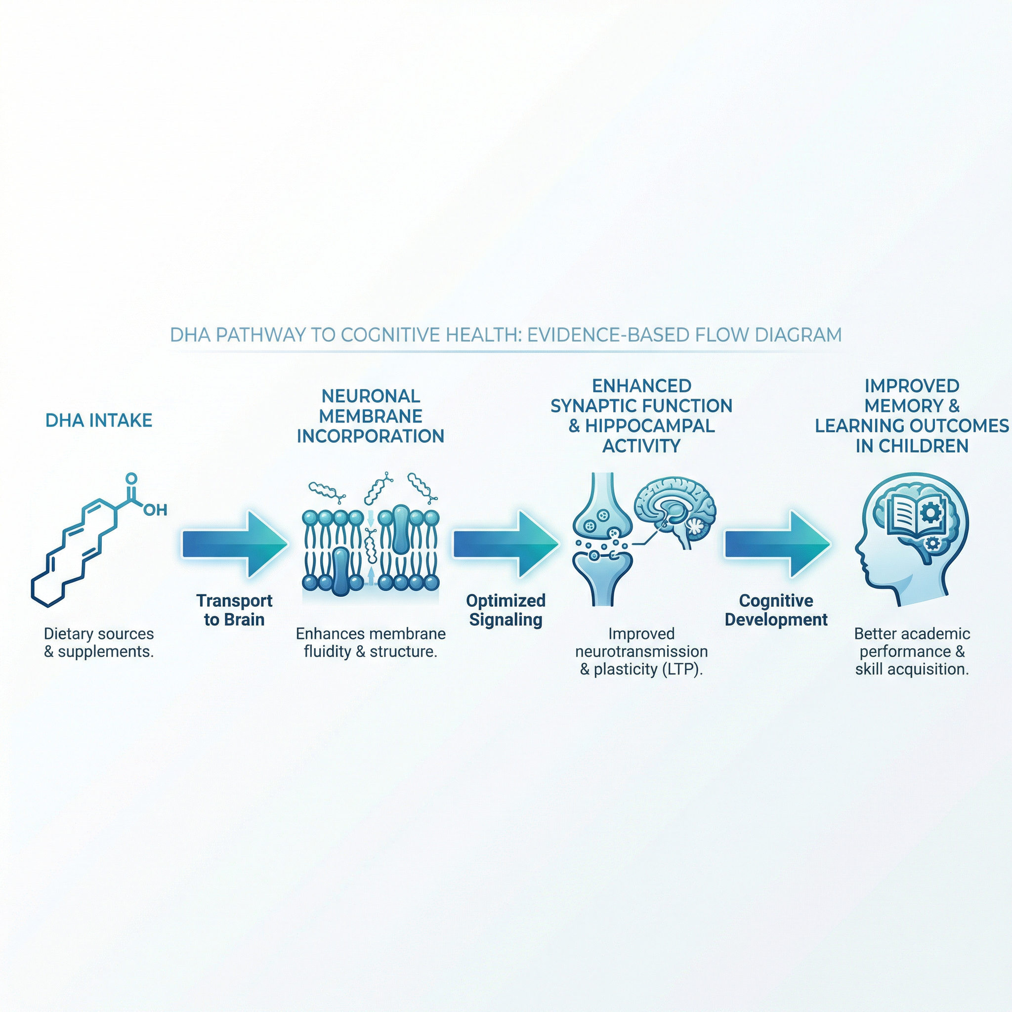 Dha Brain Function From Synapses to Skills: What Is the Evidence Linking DHA to Memory an ...