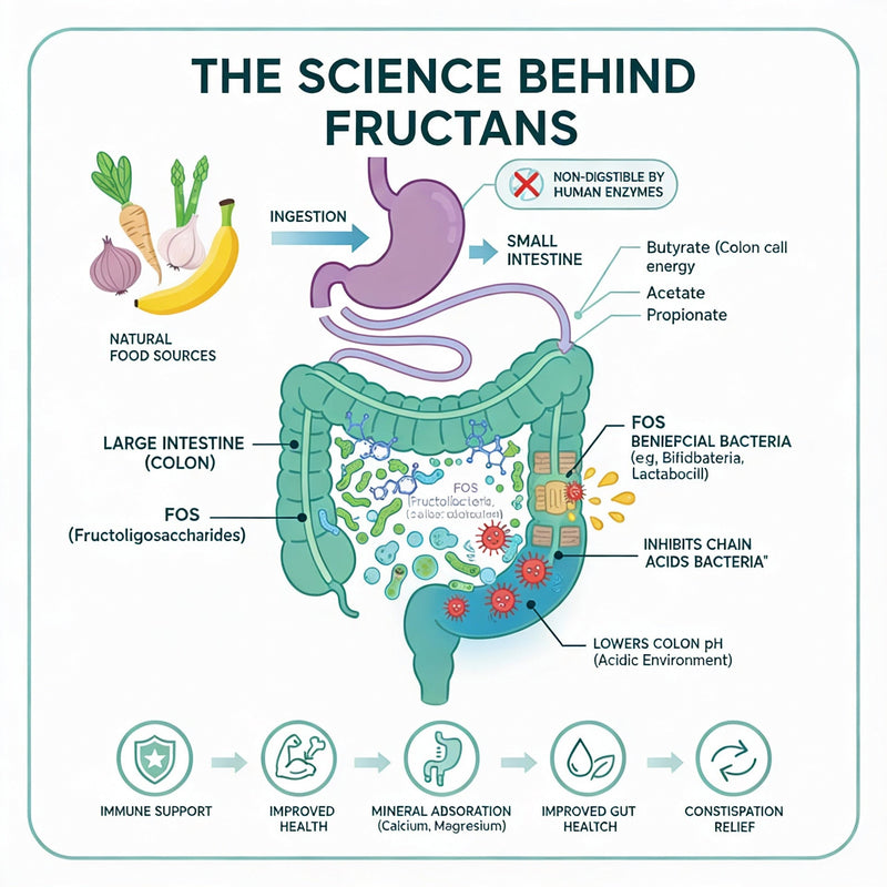 The Science Behind Fructans