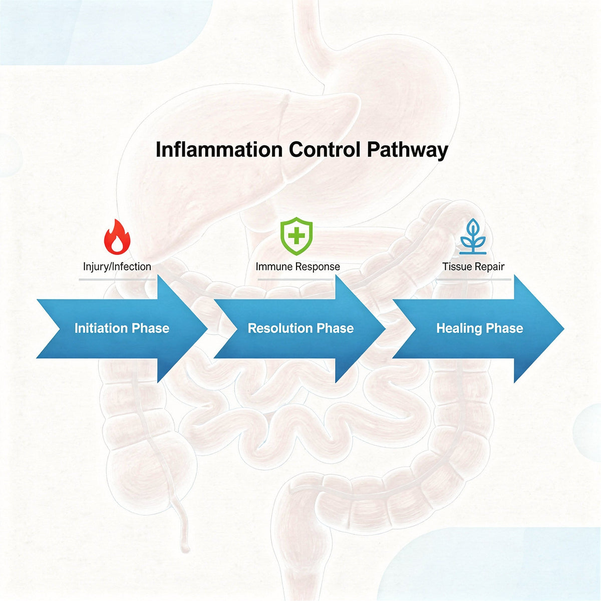 When Food Behaves Like Medicine: Molecular Pathways Linking Natural Compounds to Inflammation Control